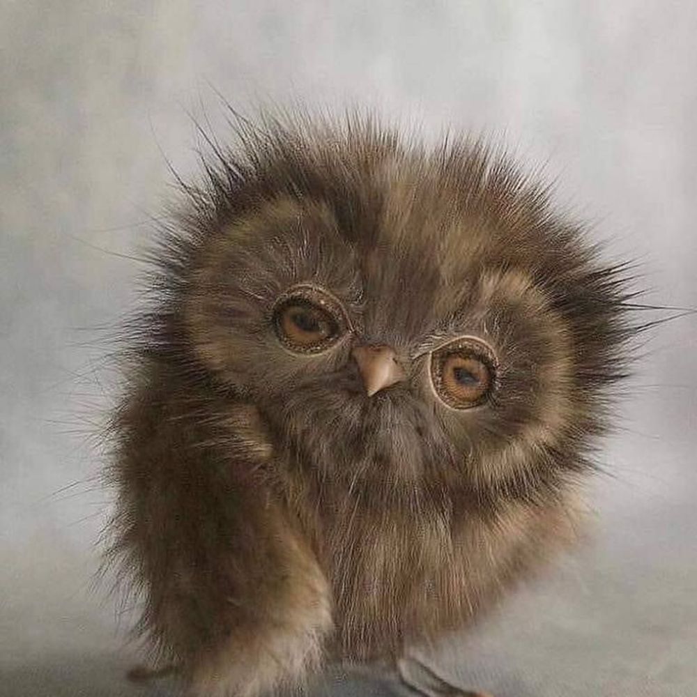 Meet your Posher, Teresa